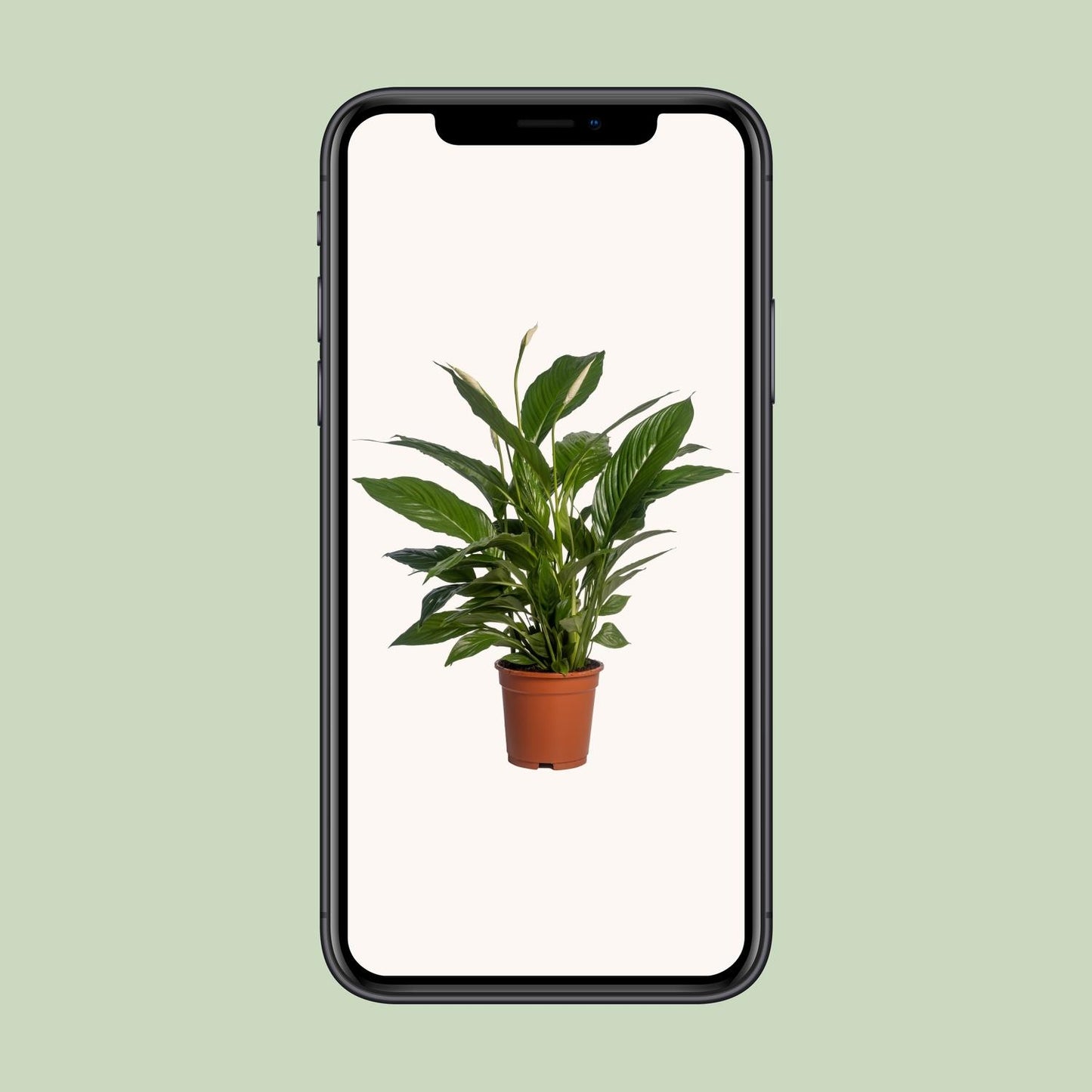 Einblatt – Spathiphyllum 'Vivaldi' – ↑70 cm – Ø17 cm