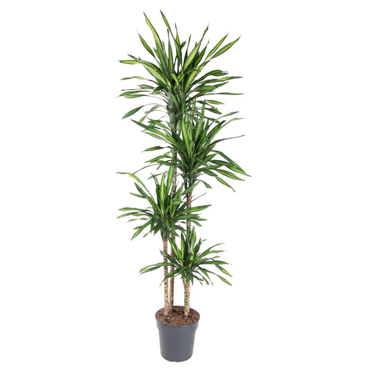 Drachenbaum – Dracaena deremensis 'Riki' – 180 cm – Ø27 cm - Plantabulous