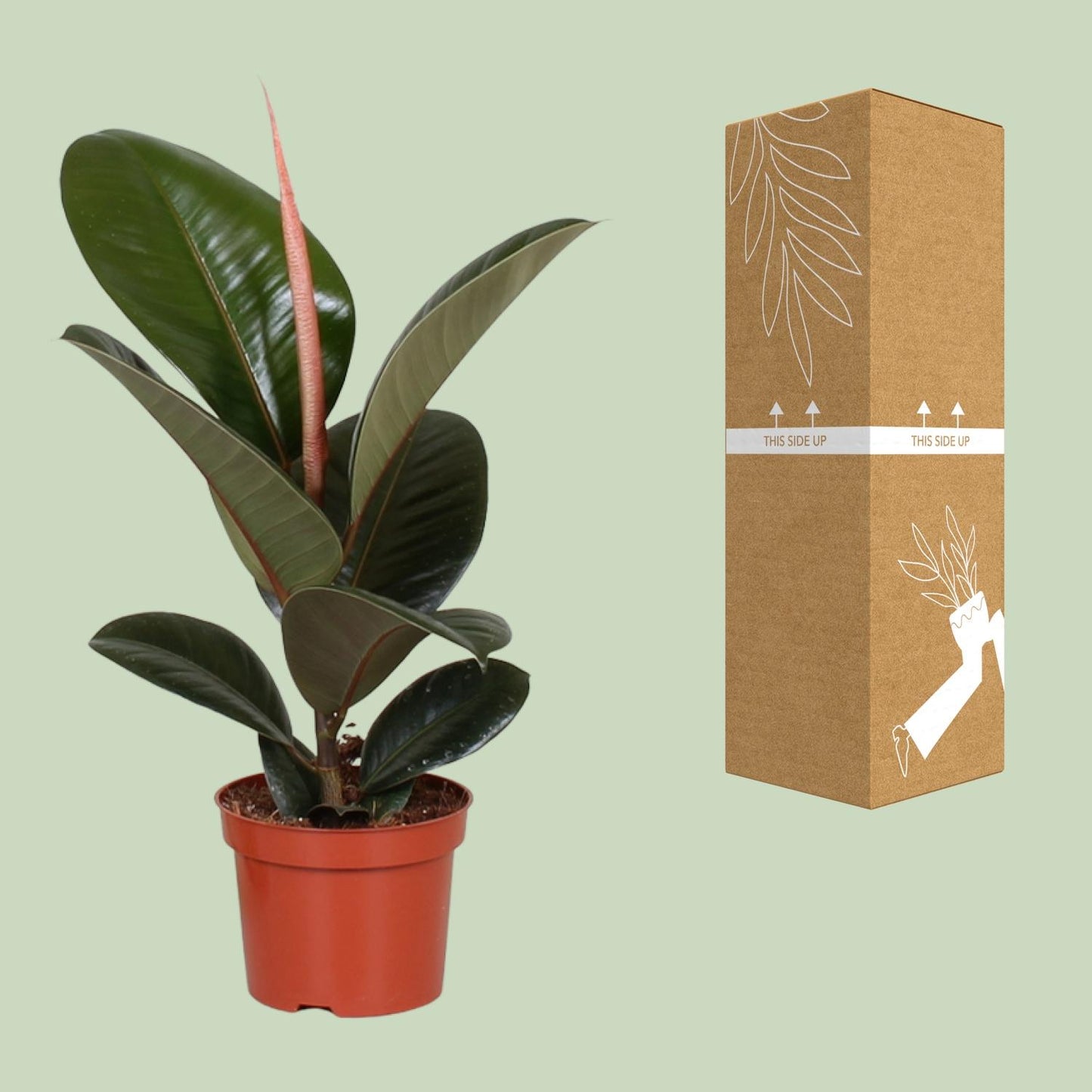 Gummibaum – Ficus Elastica 'Robusta' - ↑35-85 cm - Ø12-27 cm