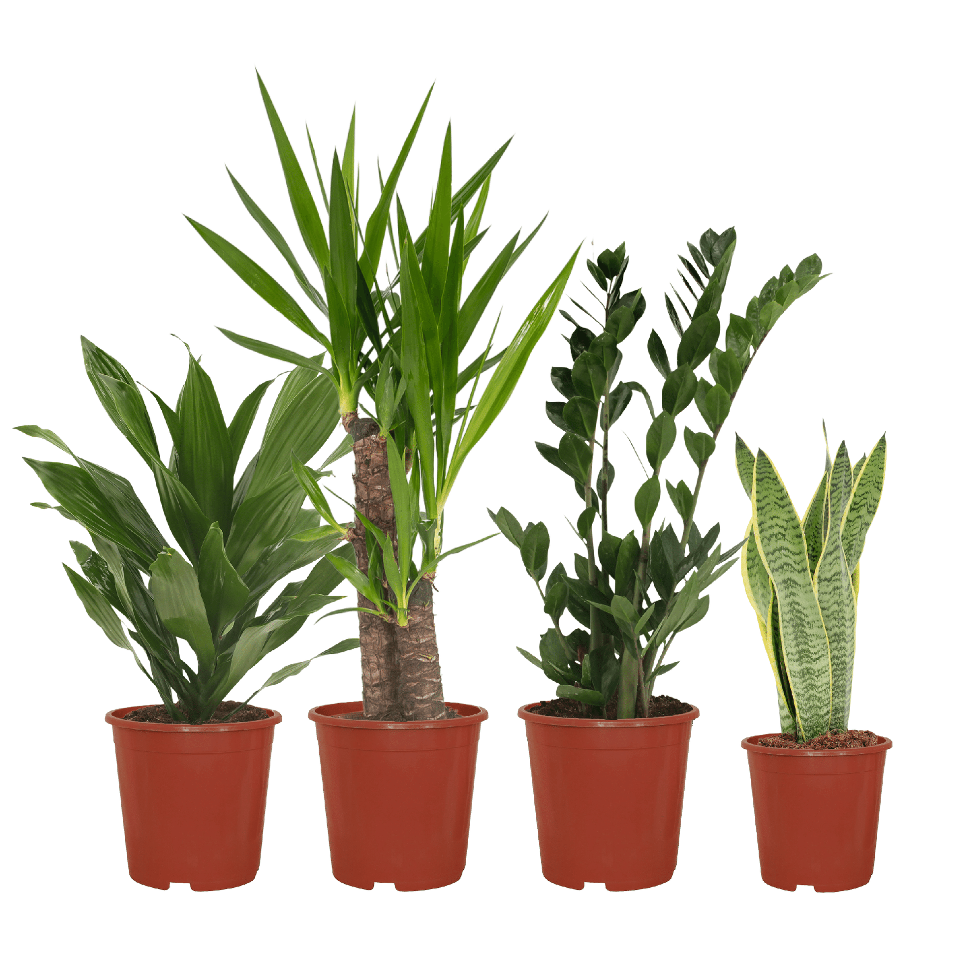 Pflanzen Set – 4 Pflanzen – verschiedene Höhen – Ø14–17 cm - Plantabulous