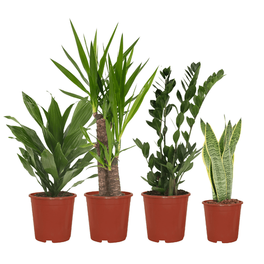 Pflanzen Set – 4 Pflanzen – verschiedene Höhen – Ø14–17 cm - Plantabulous
