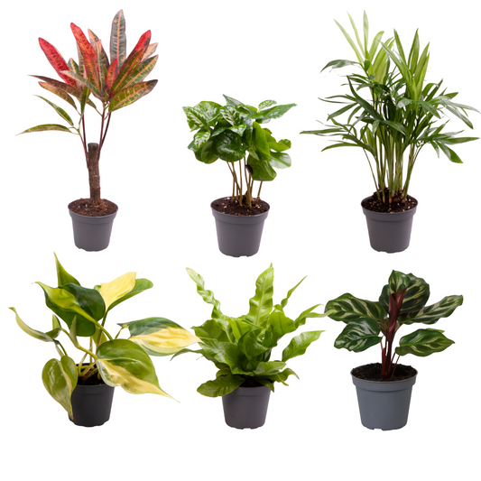 Babypflanzen-Überraschungsbox - Ø6cm - ↕5cm - x6 - Plantabulous