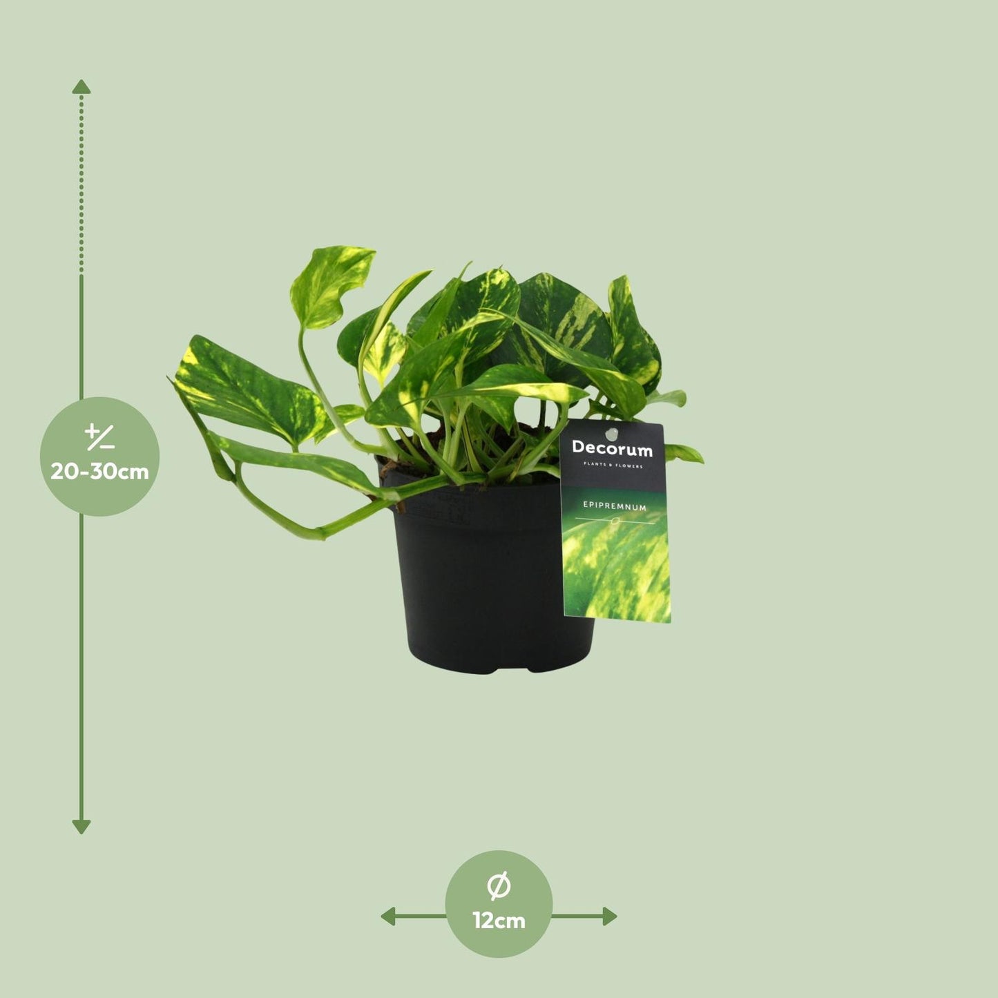 Efeutute – Scindapsus 'N'Joy Gold' (Epipremnum) – ↑25 cm – Ø12 cm