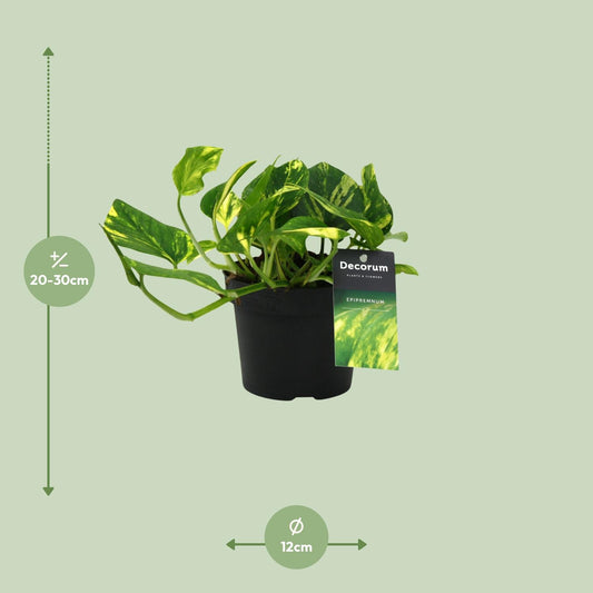 Efeutute – Scindapsus 'N'Joy Gold' (Epipremnum) – ↑25 cm – Ø12 cm