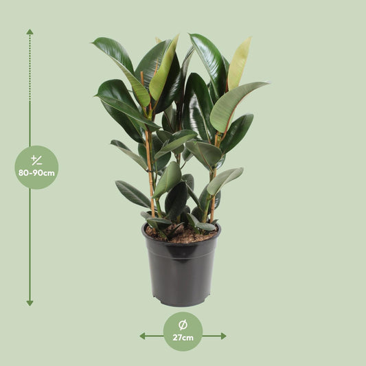 Ficus Elastica Robusta - Ø27cm - ↕85cm - Plantabulous