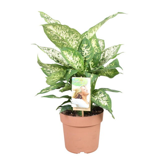 Dieffenbachie – Dieffenbachia Compacta – ↑45 cm – Ø17 cm