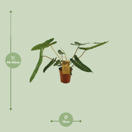 Philodendron Billetiae - Ø15cm - ↕50cm - Plantabulous