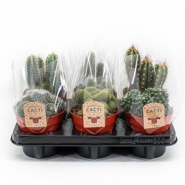 Cactus Mix P12 - 6 stuks - Ø12cm - ↕20cm - Plantabulous