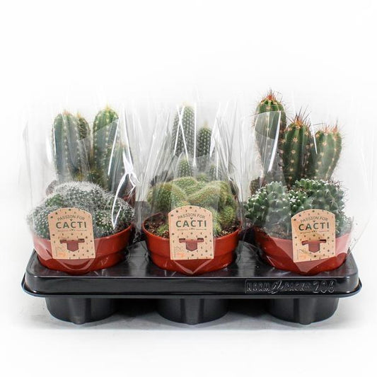 Cactus Mix P12 - 6 stuks - Ø12cm - ↕20cm - Plantabulous