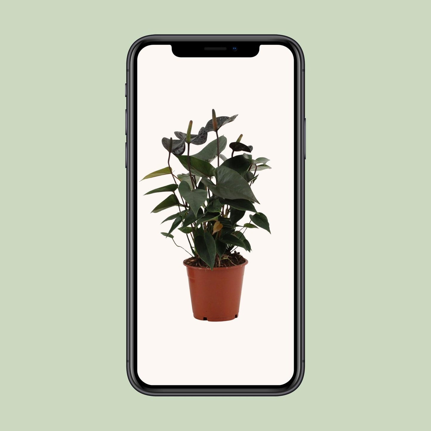 Anthurium Black Love In Transparant Sleeve - Ø12cm - ↕36cm - Plantabulous