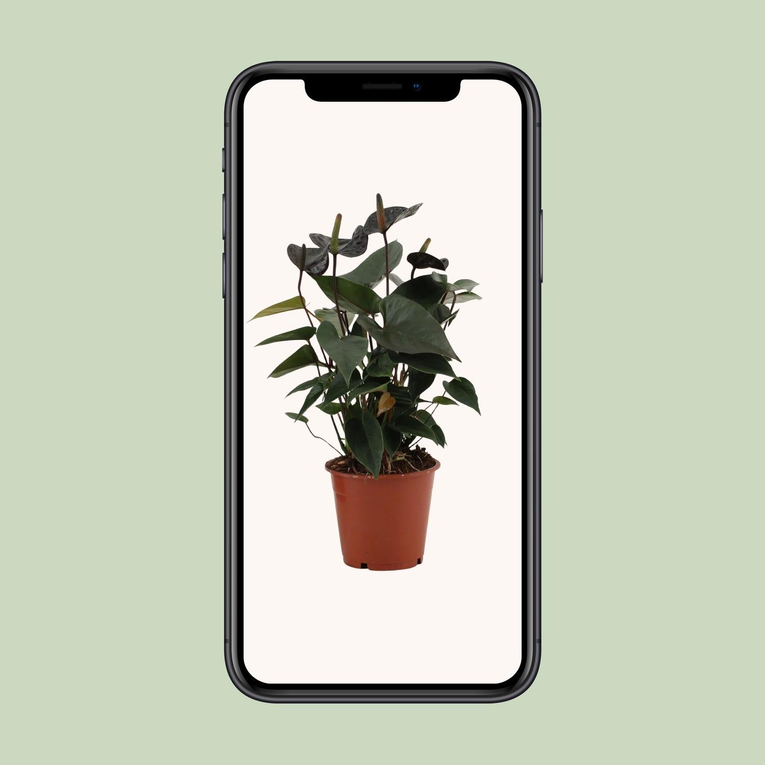 Anthurium Black Love In Transparant Sleeve - Ø12cm - ↕36cm - Plantabulous
