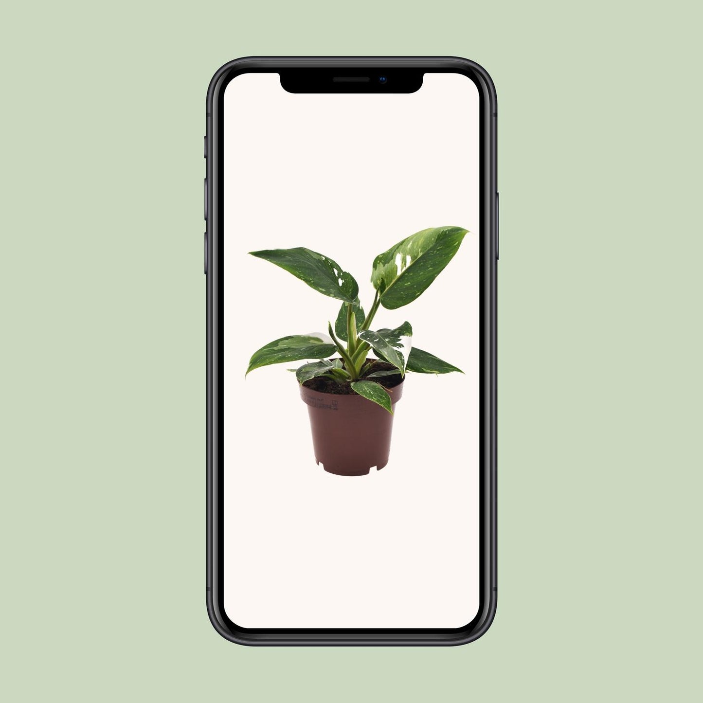 Philodendron White Princess - Ø12cm - ↕25cm - Plantabulous