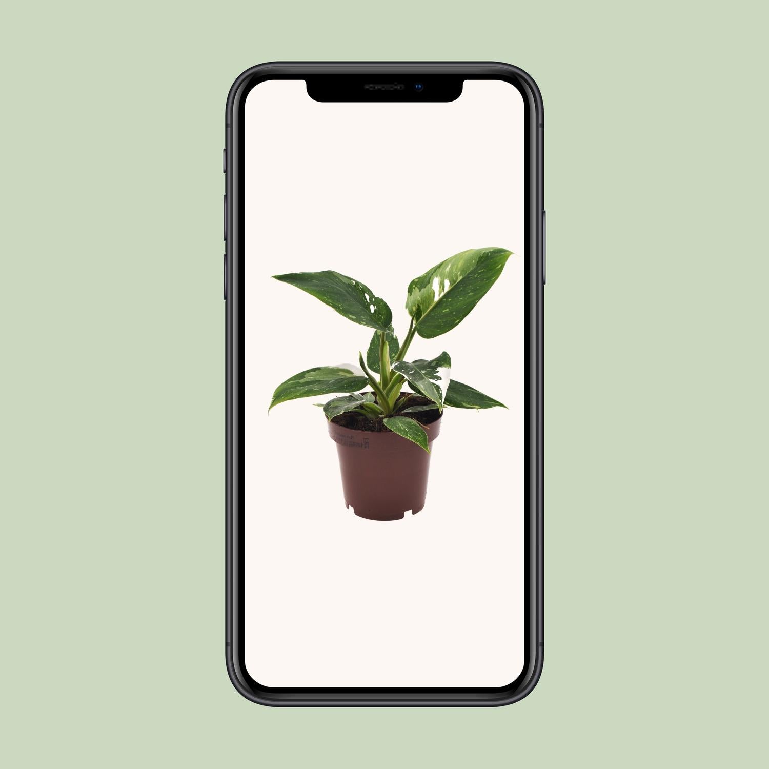 Philodendron White Princess - Ø12cm - ↕25cm - Plantabulous