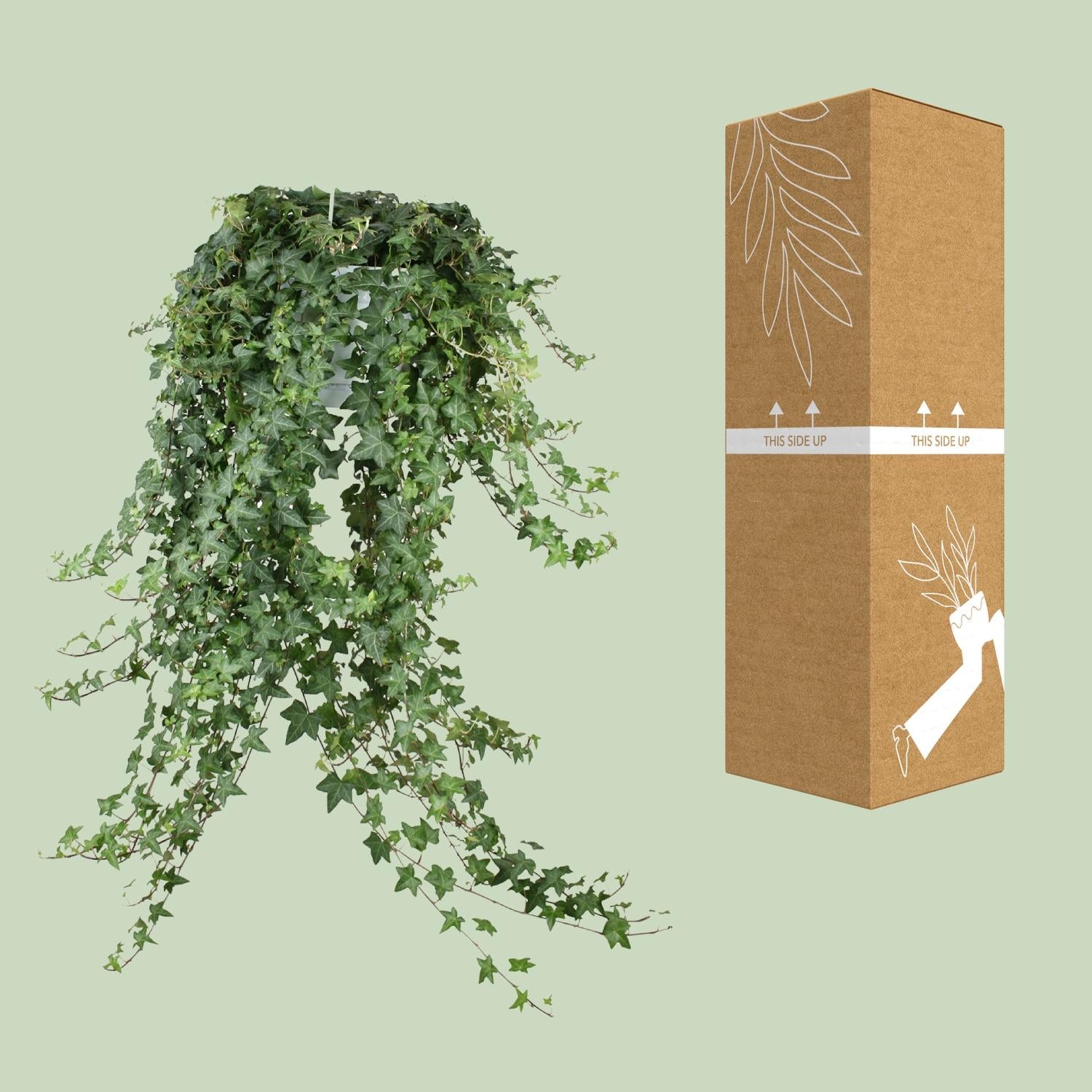 Hedera Helix Pitsburg - Hang/XXL - Ø24cm - ↕cm - Plantabulous