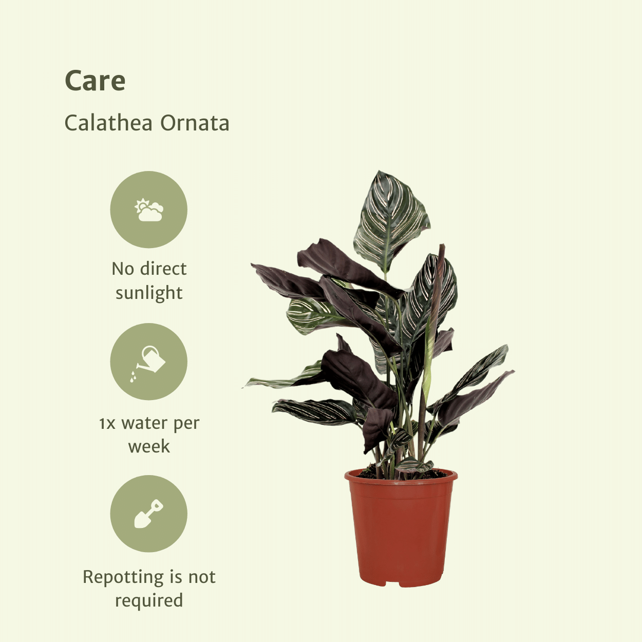 Pflanzen Set - 2 Pflanzen - Korbmarante - Calathea Ornata - ↑50cm - Ø14 cm