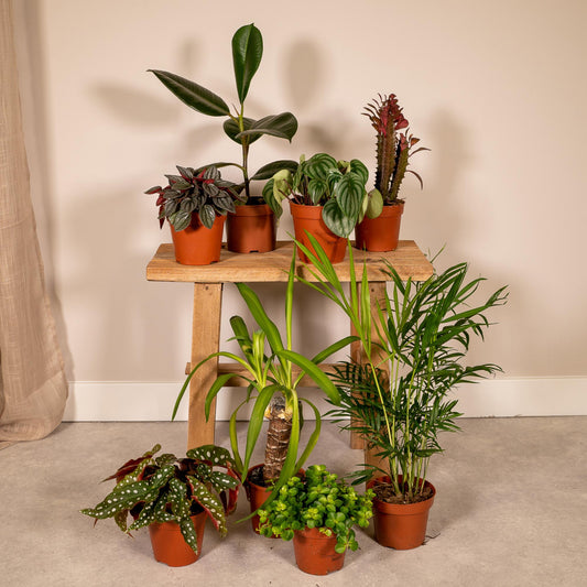 Pflanzen Set – 8 Pflanzen – Ø12 cm - Plantabulous