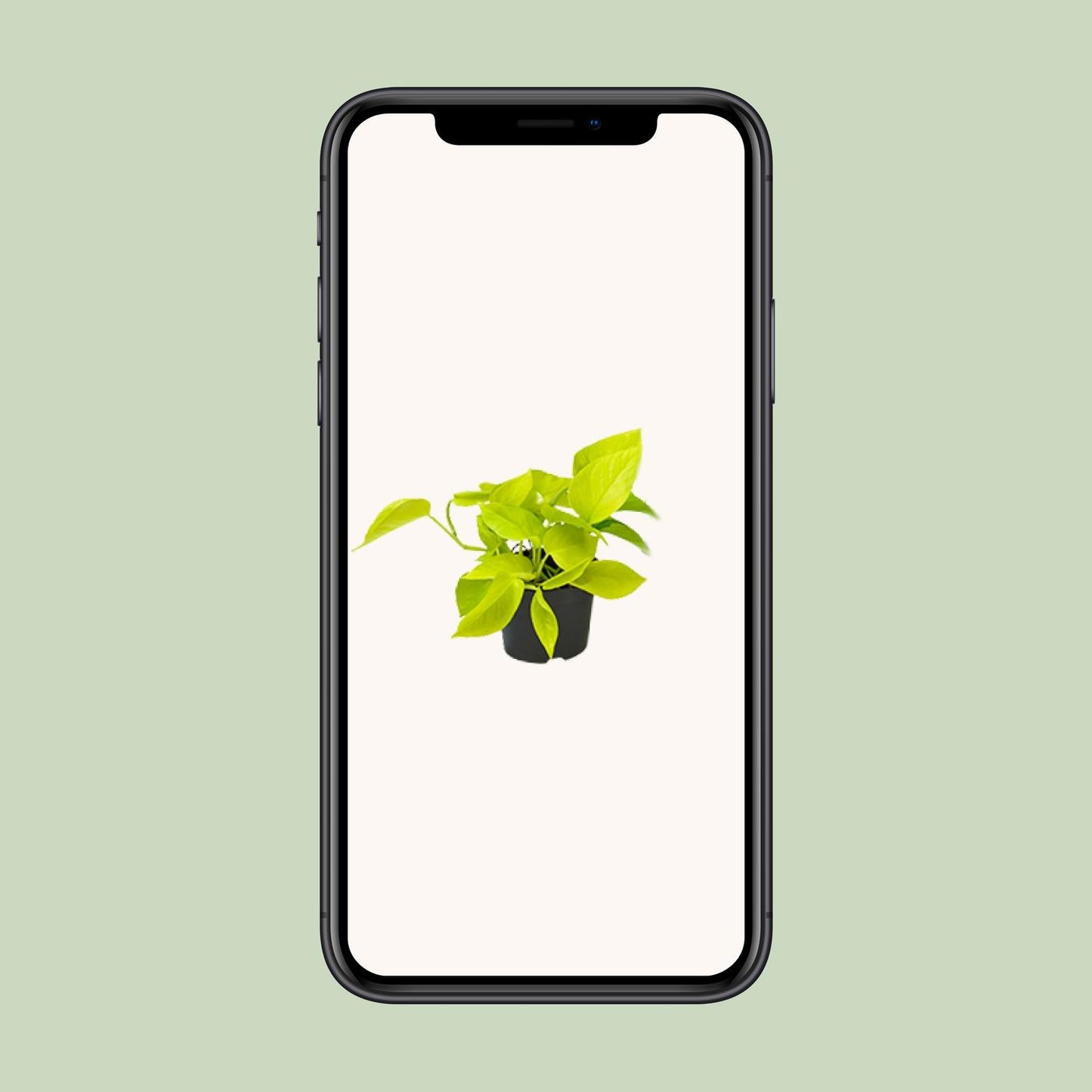 Efeutute – Epipremnum aureum 'Golden Pothos' – 15 cm – Ø12 cm - Plantabulous