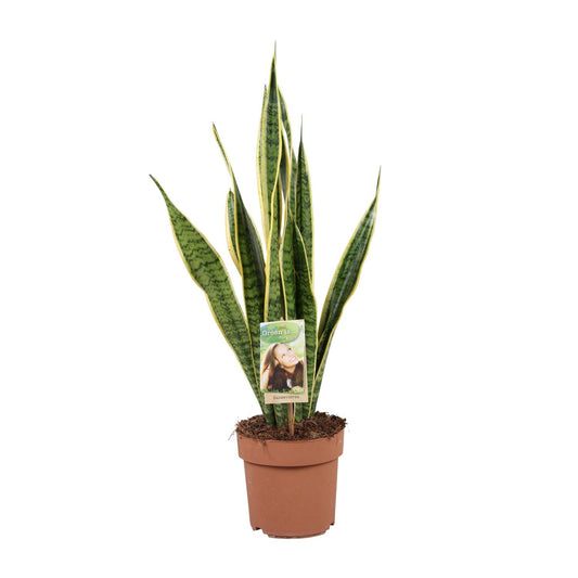 Bogenhanf – Sansevieria Trifasciata 'Laurentii' – ↑60 cm – Ø17 cm