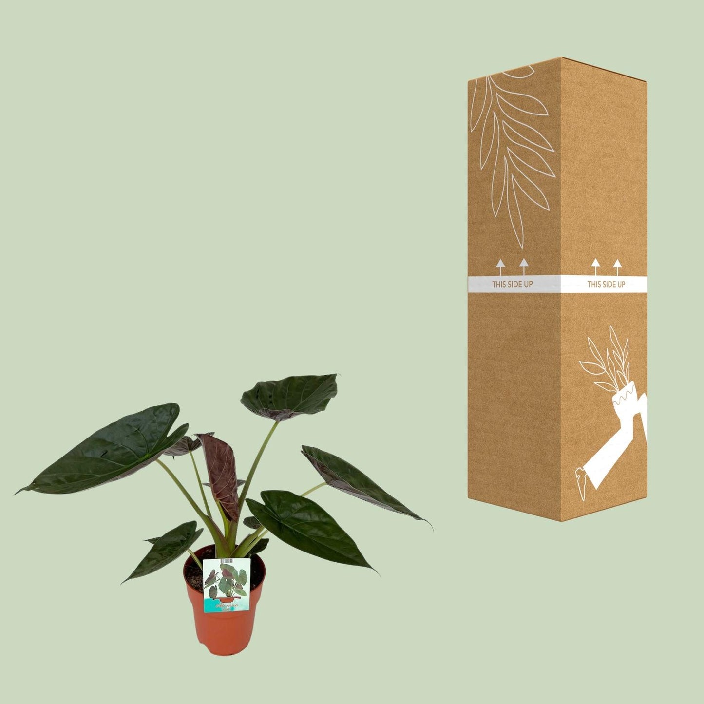 Pfeilblatt – Alocasia Wentii – ↑85 cm – Ø19 cm