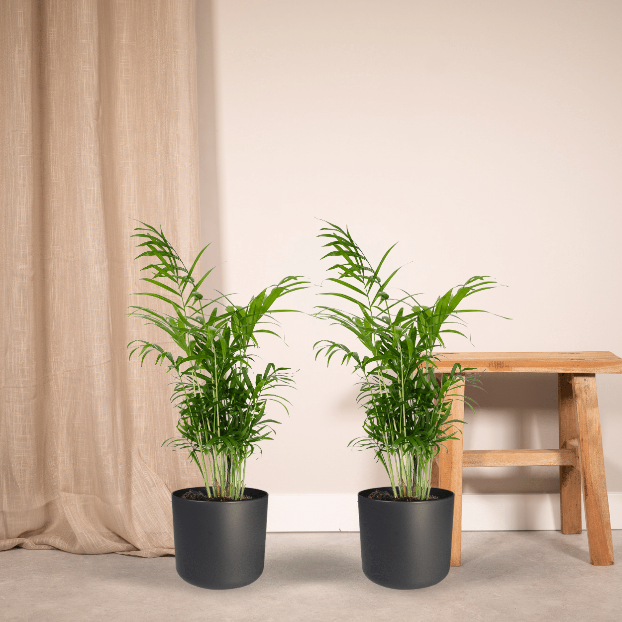 Pflanzen Set - 2 Pflanzen - Chamaedorea Elegans – ↑55 cm – Ø17 cm