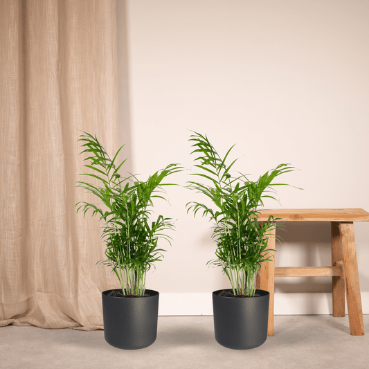 Pflanzen Set - 2 Pflanzen - Chamaedorea Elegans – ↑55 cm – Ø17 cm