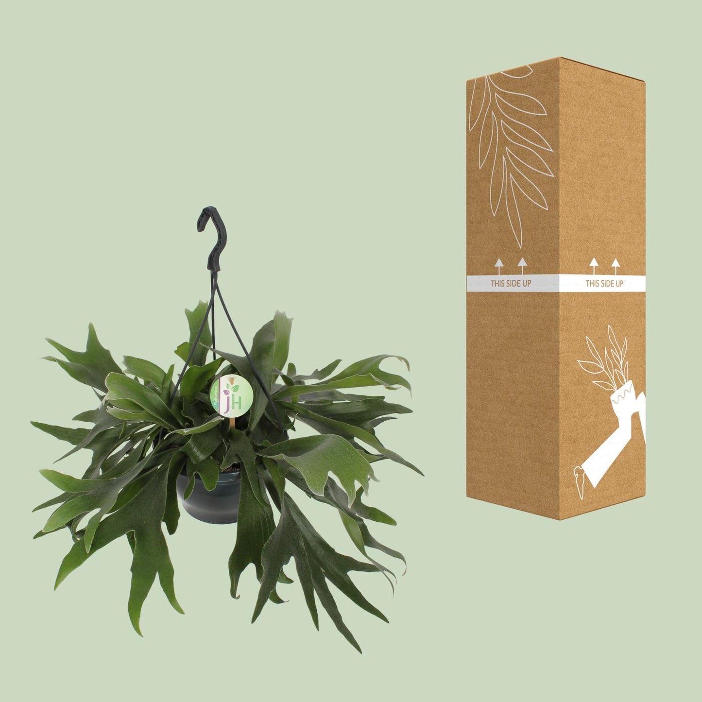 Geweihfarn – Platycerium Bifurcatum – ↑50 cm – Ø21 cm