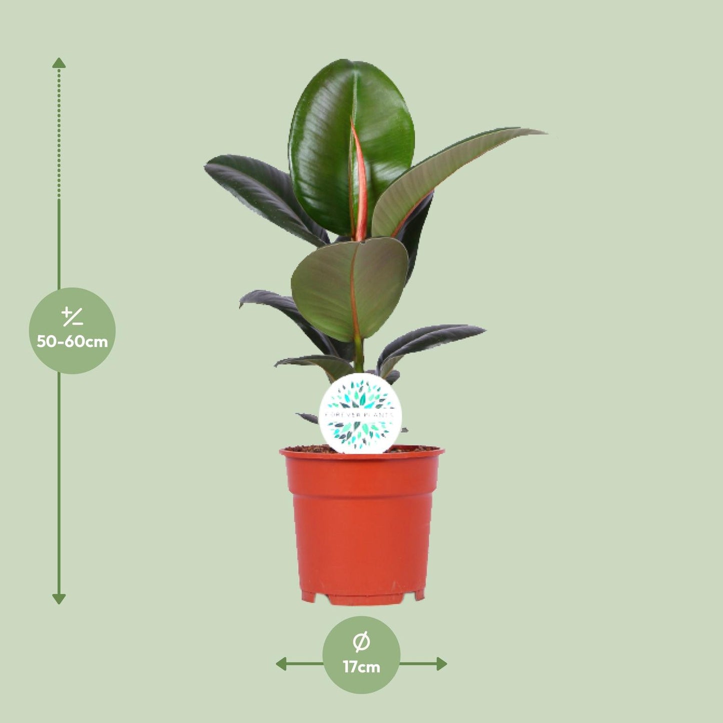 Gummibaum – Ficus Elastica 'Robusta' - ↑35-85 cm - Ø12-27 cm