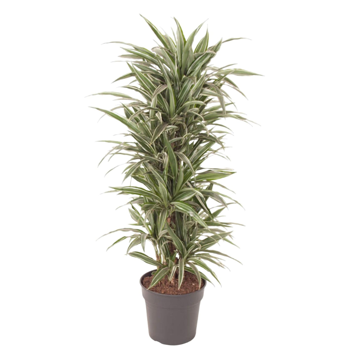 Drachenbaum – Dracaena Warneckei – 140 cm – Ø31 cm - Plantabulous