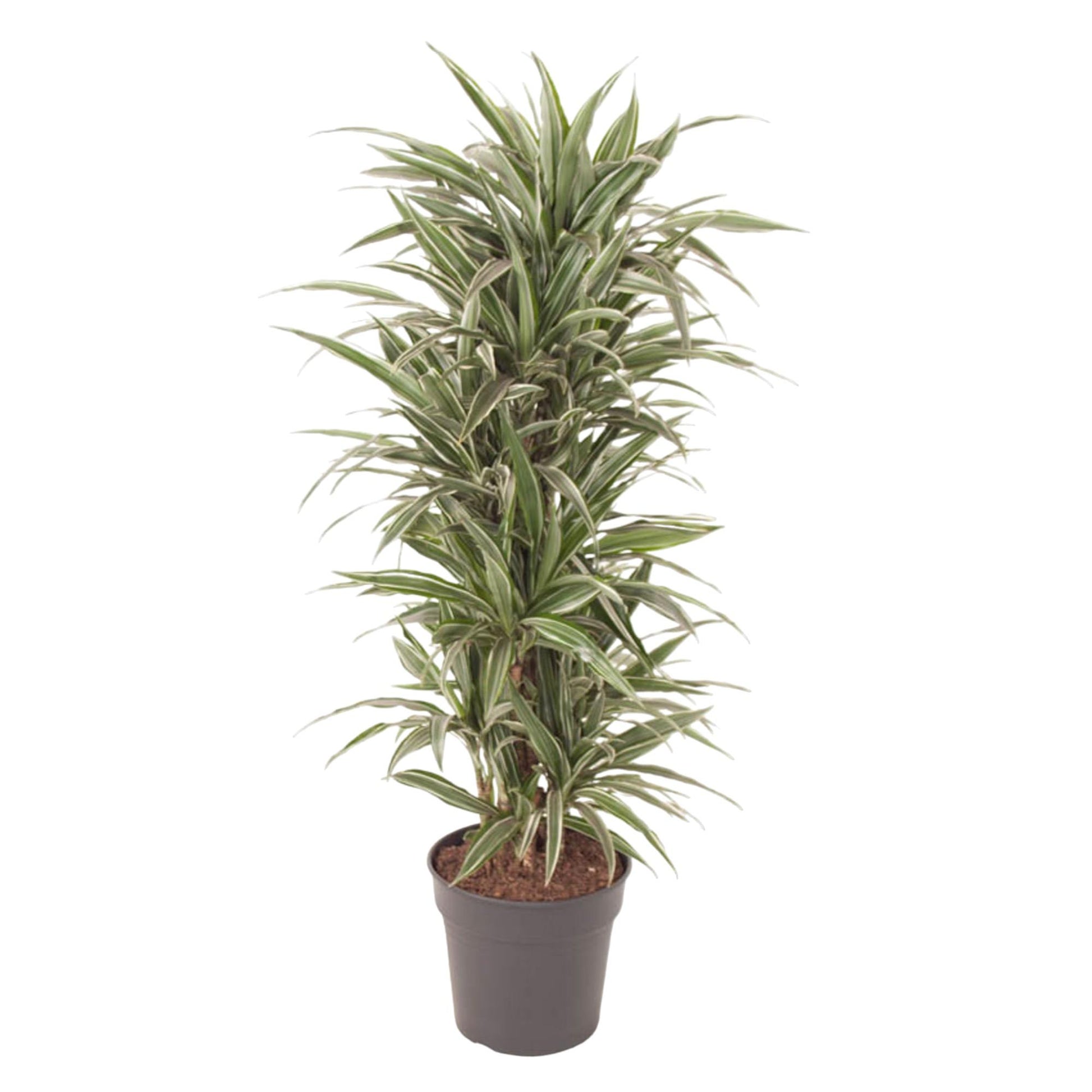 Drachenbaum – Dracaena Warneckei – 140 cm – Ø31 cm - Plantabulous