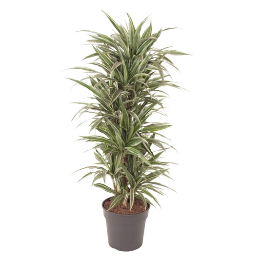 Drachenbaum – Dracaena Warneckei – 140 cm – Ø31 cm - Plantabulous