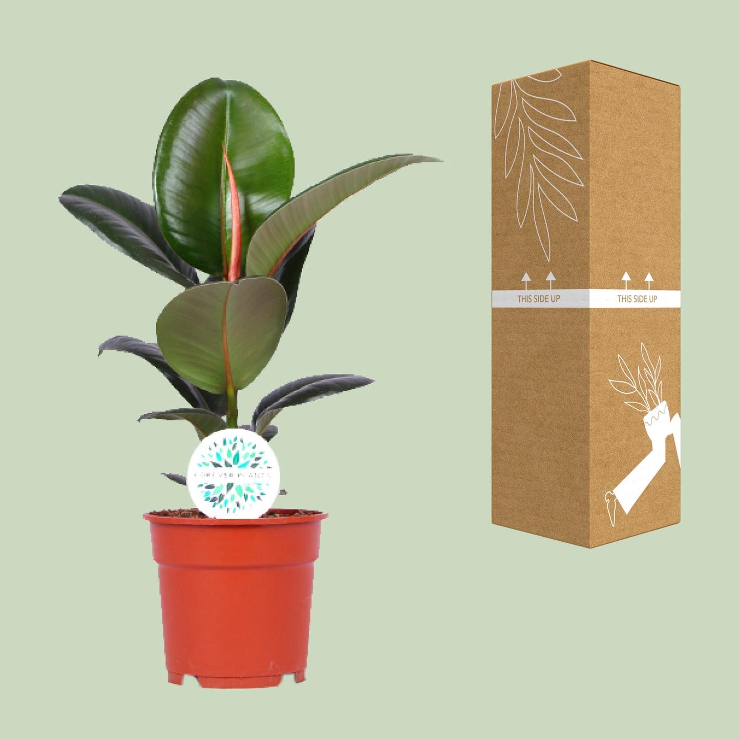 Gummibaum – Ficus Elastica 'Robusta' - ↑35-85 cm - Ø12-27 cm