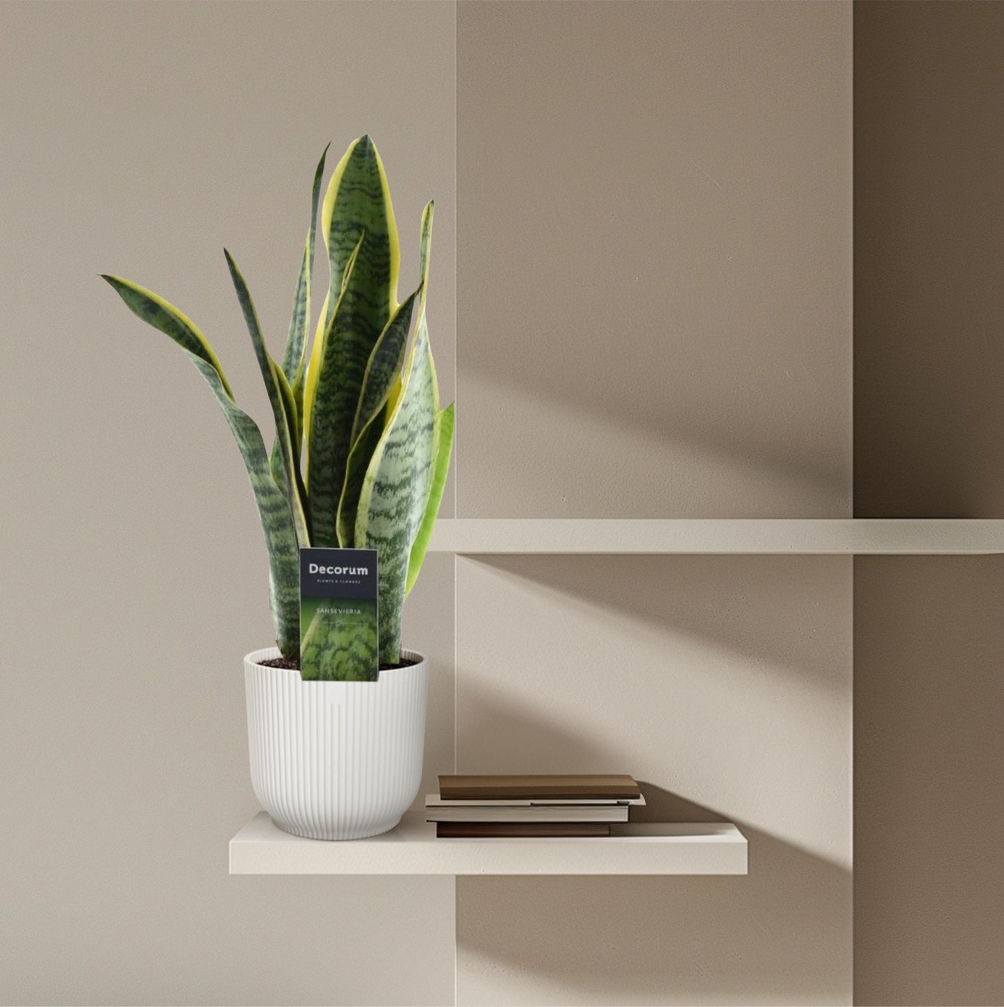 Bogenhanf - Sansevieria Laurentii - 45 cm - Ø12 - Plantabulous