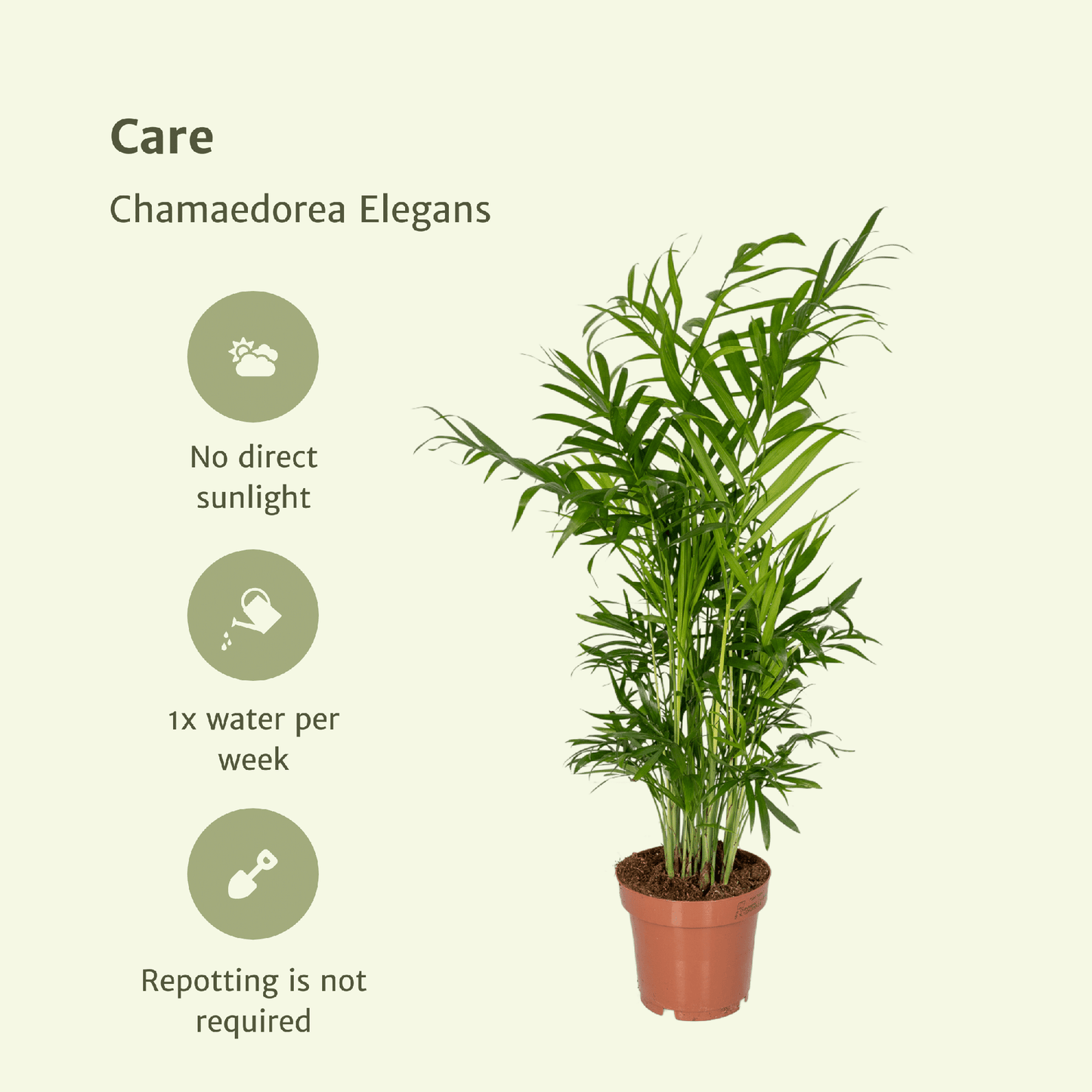 Pflanzen Set - 2 Pflanzen - Palmlilie - Chamaedorea Elegans - ↑40cm - Ø12 cm