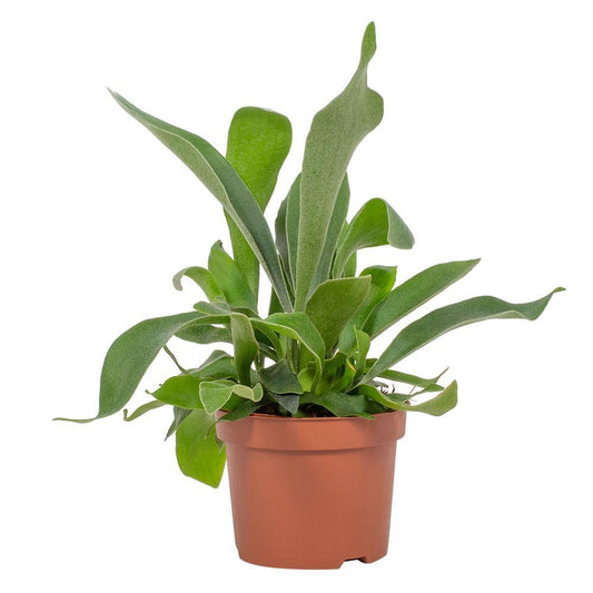 Platycerium Netherlands 12cm - Ø12cm - ↕23cm - Plantabulous