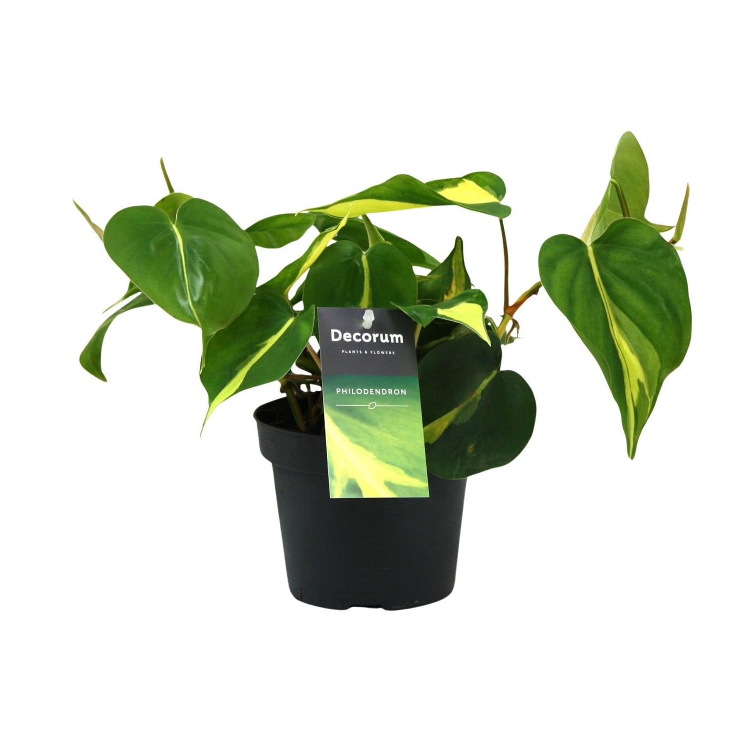 Philondendron Brasil Scandens - Ø12cm - ↕20cm - Plantabulous