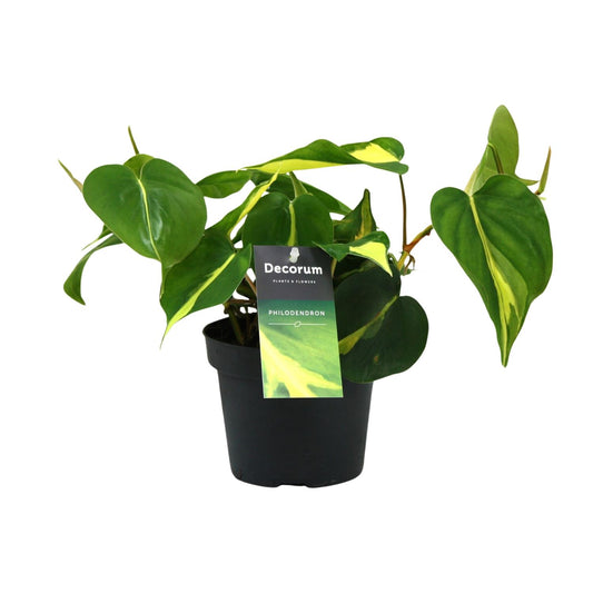 Philondendron Brasil Scandens - Ø12cm - ↕20cm - Plantabulous