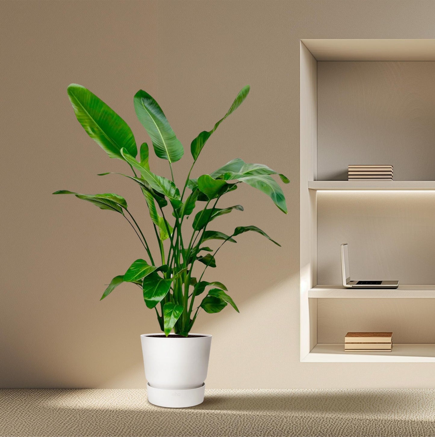 Baumstrelitzie – Strelitzia nicolai – 150 cm – Ø24 cm - Plantabulous