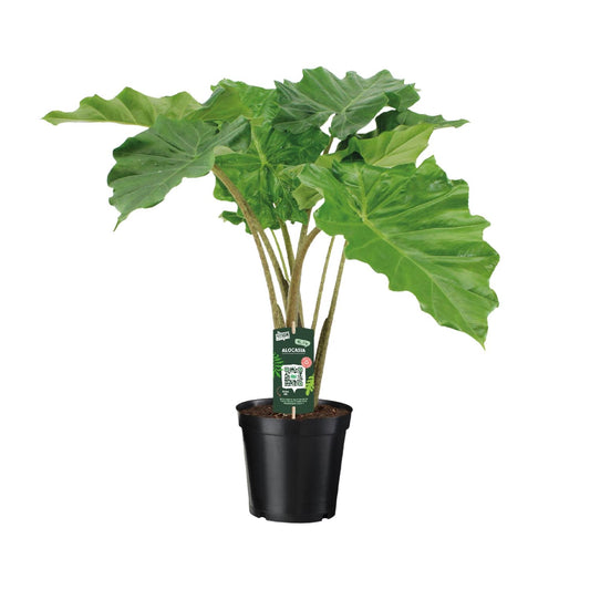 Pfeilblatt – Alocasia Portodora – 80 cm – Ø21 cm - Plantabulous
