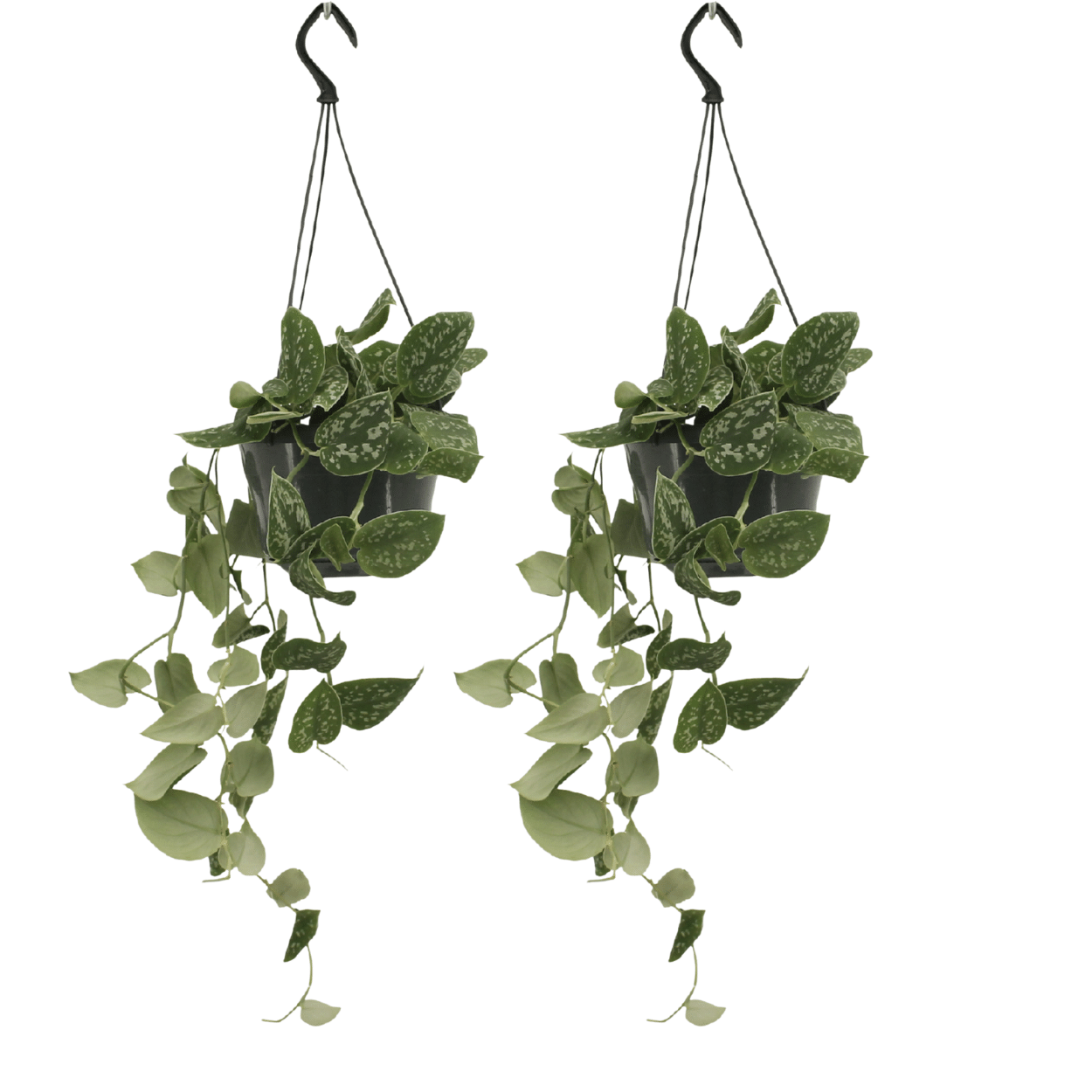 Pflanzen Set – 2 Pflanzen – Efeutute – Scindapsus Pictus (Epipremnum) – ↑20 cm – Ø15 cm