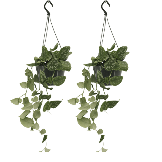Pflanzen Set – 2 Pflanzen – Efeutute – Scindapsus Pictus (Epipremnum) – ↑20 cm – Ø15 cm
