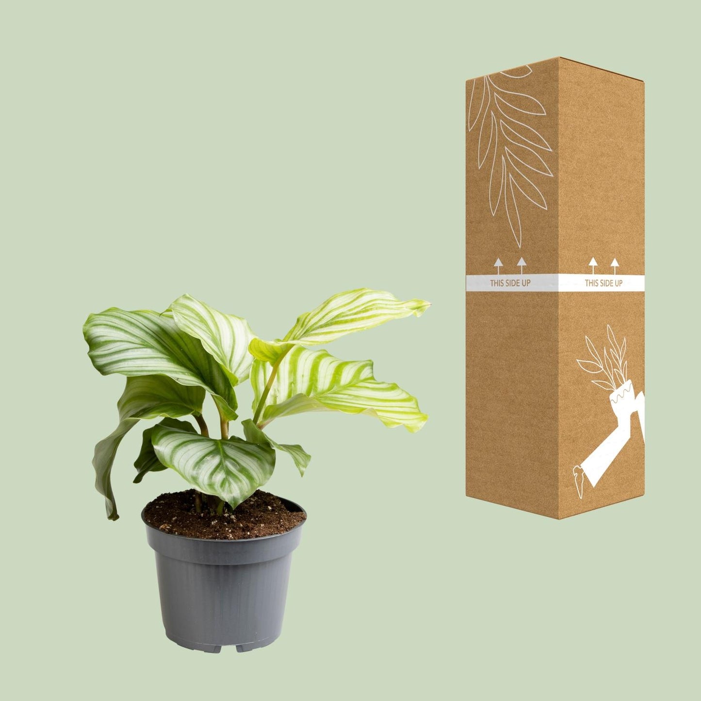 Calathea Orbifolia - Ø12cm - ↕25cm - Plantabulous