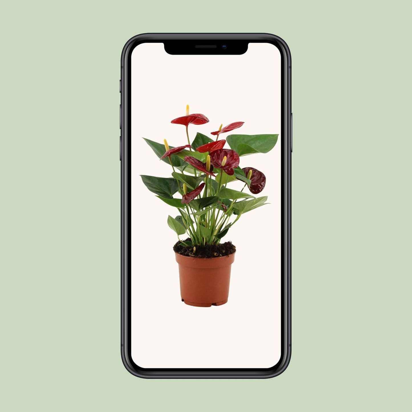 Anthurium Calon In Transparant Sleeve - Ø12cm - ↕36cm - Plantabulous