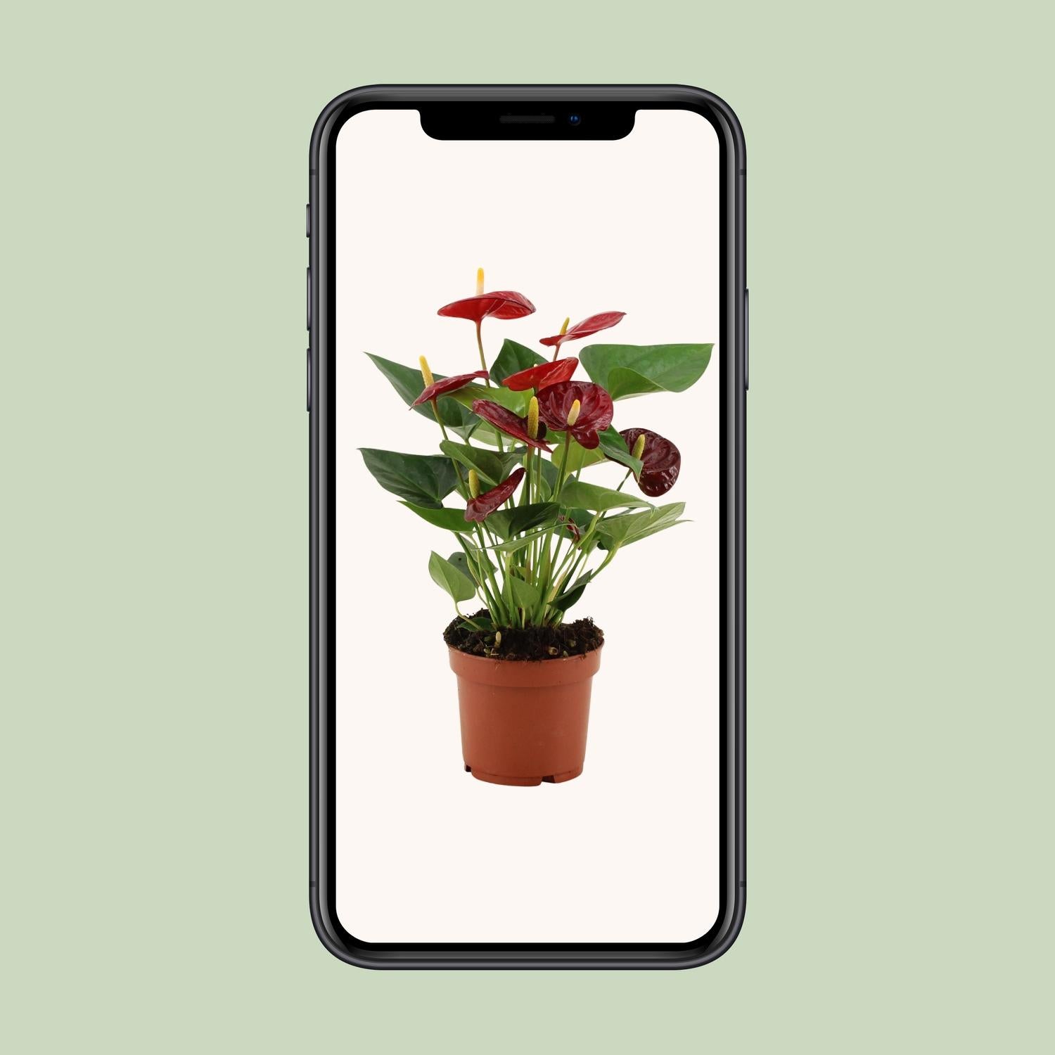 Anthurium Calon In Transparant Sleeve - Ø12cm - ↕36cm - Plantabulous