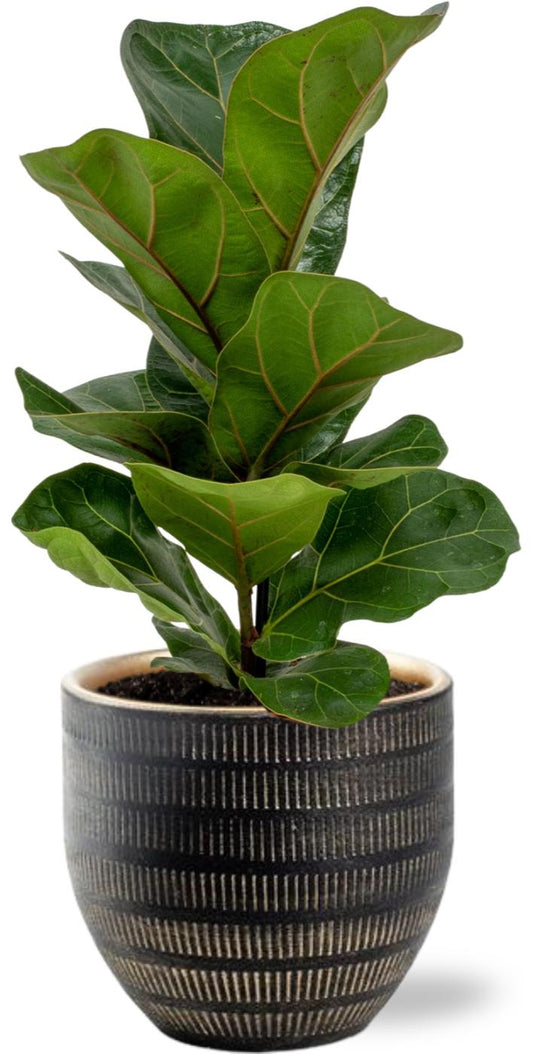 Ficus Lyrata - Ø12cm - ↕30cm + Beau Pot D14x13cm - Schwarz - Plantabulous