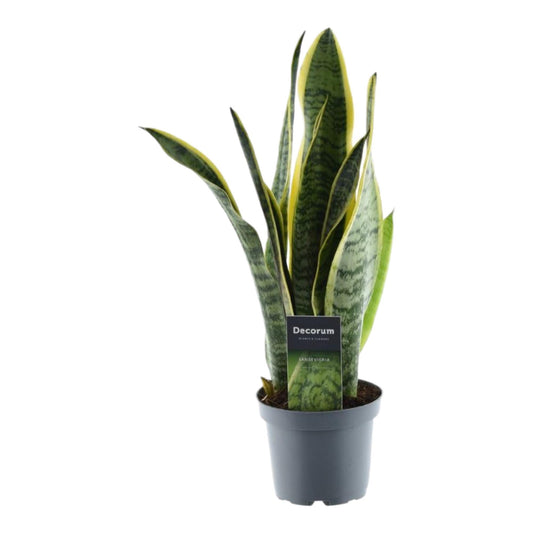Bogenhanf - Sansevieria Laurentii - 45 cm - Ø12 - Plantabulous