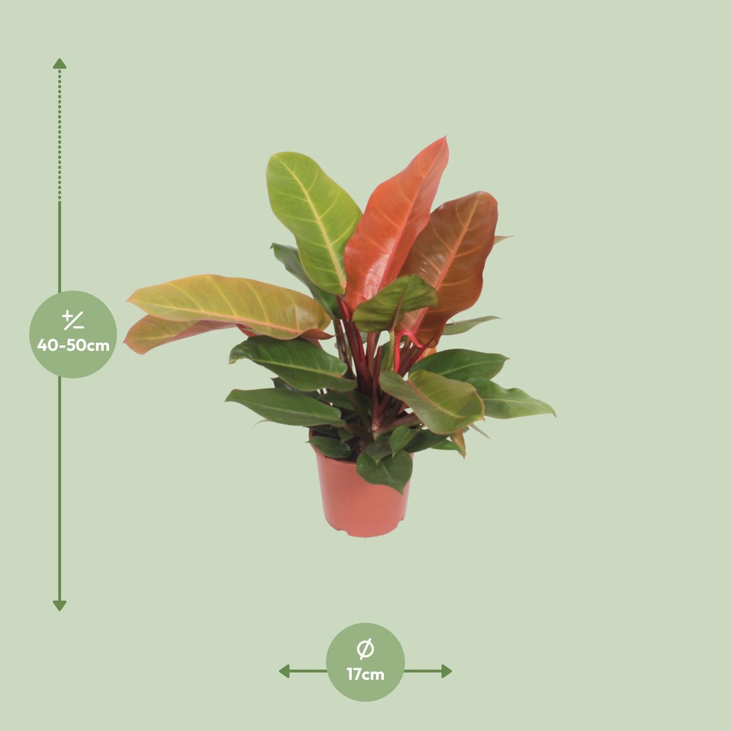 Philodendron – Philodendron 'Prince of Orange' – ↑45 cm – Ø17 cm