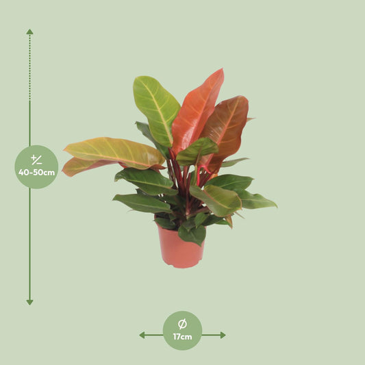 Philodendron – Philodendron 'Prince of Orange' – ↑45 cm – Ø17 cm