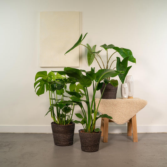 Pflanzen Set – 3 Pflanzen - Monstera Deliciosa - 75cm - Ø21cm - Alocasia Zebrina - 75cm - Ø19cm - Strelitzia Nicolai - 85cm - Ø19cm - Plantabulous