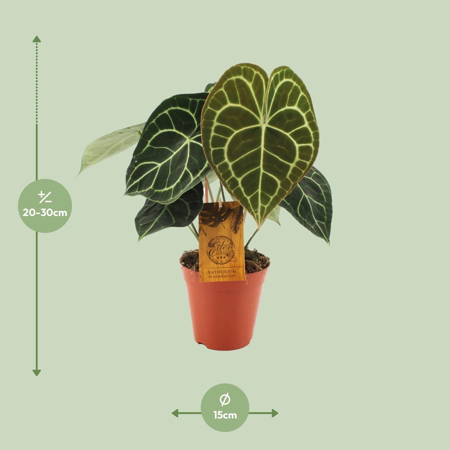 Anthurium Clarinervium - Ø15cm - ↕25cm - Plantabulous