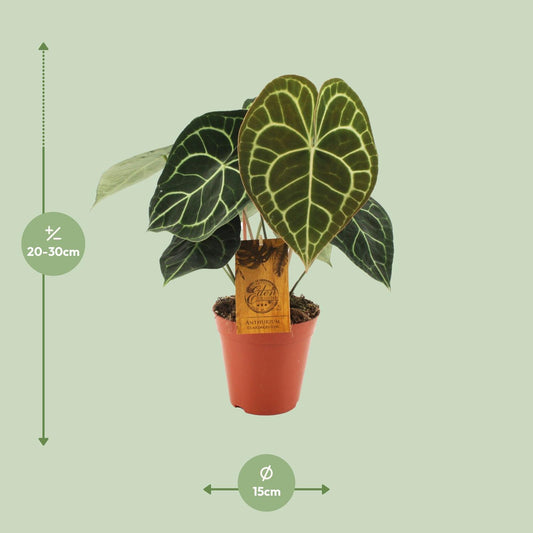 Anthurium Clarinervium - Ø15cm - ↕25cm - Plantabulous
